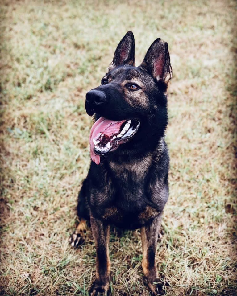 K9.5 Training Academy with Keiser.