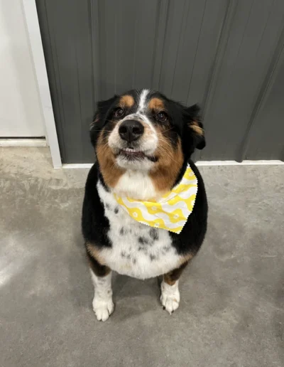 Duke