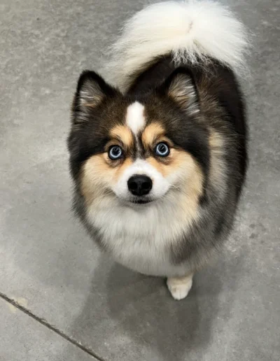 Nova