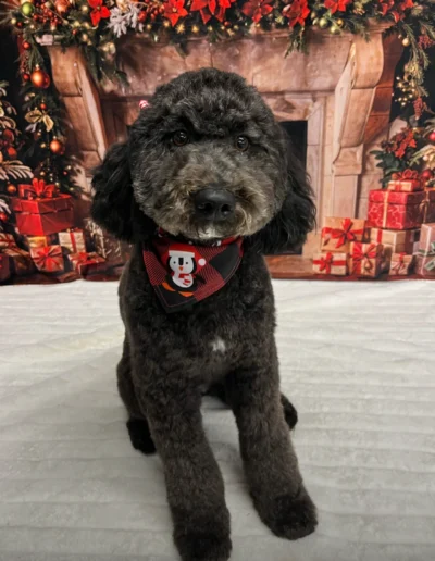 Black well-groomed dog at Christmas