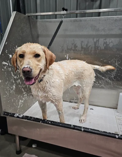Dog getting bath