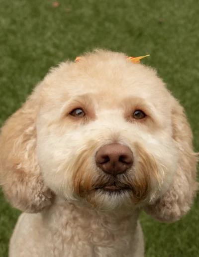 Light brown well-groomed dog