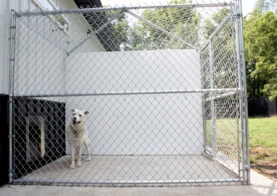 Dog enjoying outdoor run portion of kennel