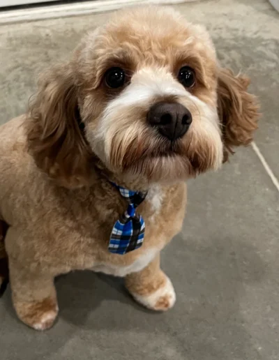 Small brown well-groomed dog