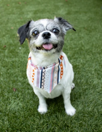 Small dog nicely groomed at K9.5 Training Academy