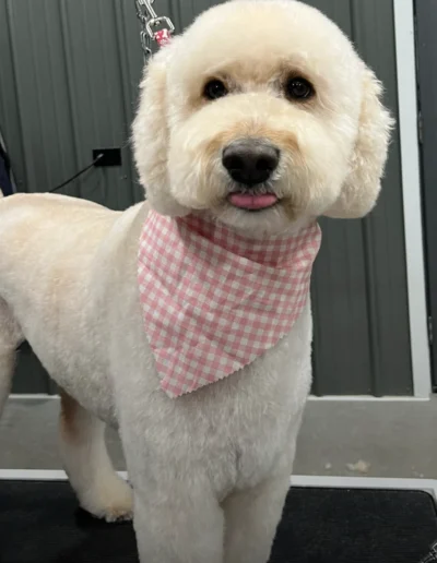 White dog neatly groomed