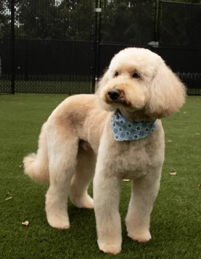 White well-groomed dog in the K9.5 Training Academy's outdoor play area
